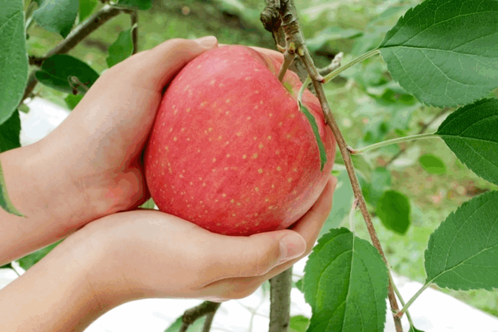 Aomori Ringo, Japanese apples, on the tree