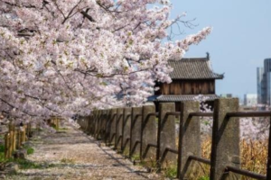 Spend Your Hanami Weekend in Fukuoka