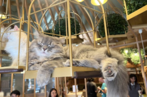 Cat in animal cafe