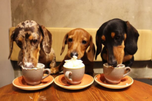 Top 10 Cafes and Restaurants for Dog Lovers in Tokyo