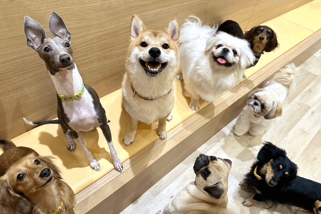 Dog Cafe RIO