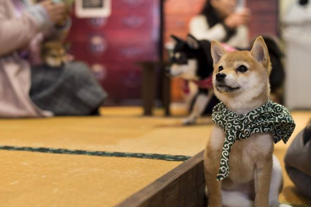 Harajuku Mame-Shiba Cafe