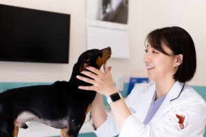 Pilina: Tokyo’s Expat-Friendly Hub for Holistic Pet Care