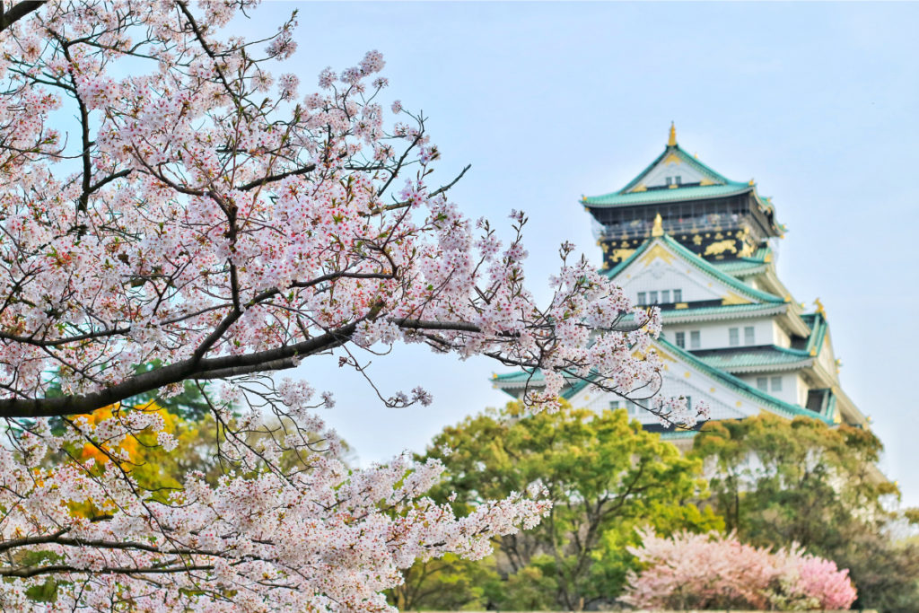 2025 Cherry Blossom Forecast - GoConnect