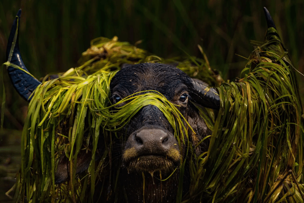 Photo by Prashanthan Yogendranathan
