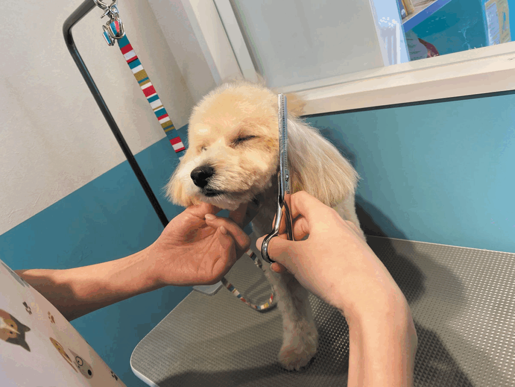 Pilina’s Vision for Compassionate Veterinary Care in Tokyo.