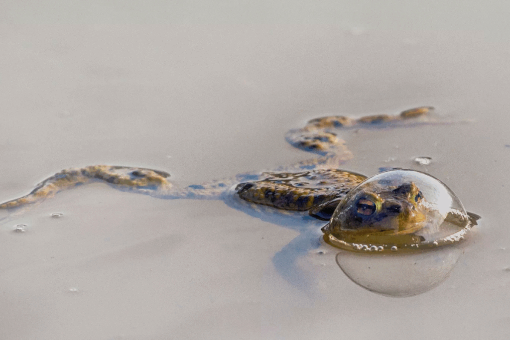 Reptiles and Amphibians Award