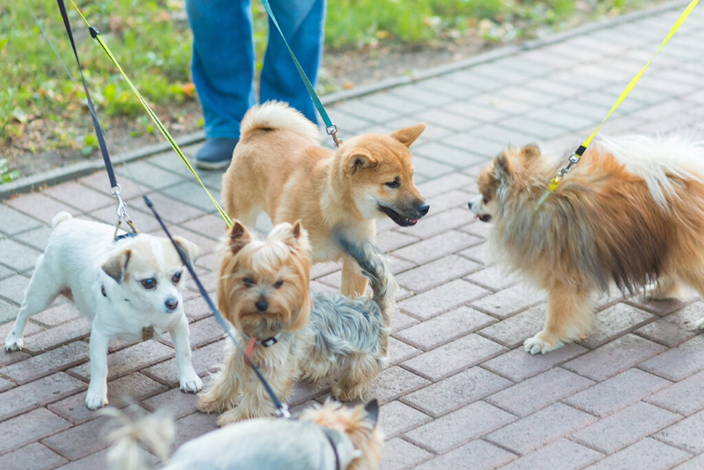 How Dogs Connect Communities Across Japan