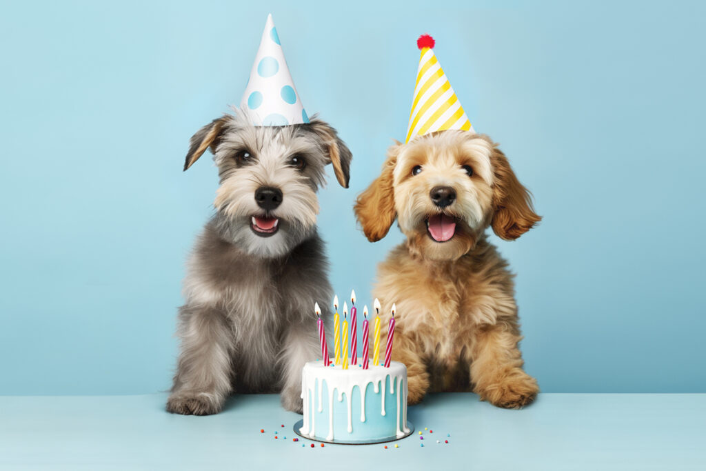 Pet bakeries in Tokyo and Osaka offer menus of treats that look good enough to trick a human.