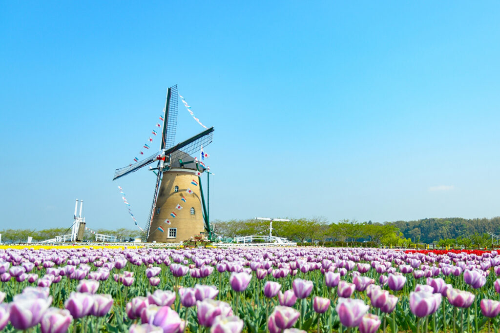 Tulips at Sakura Furusato Square windmill in spring