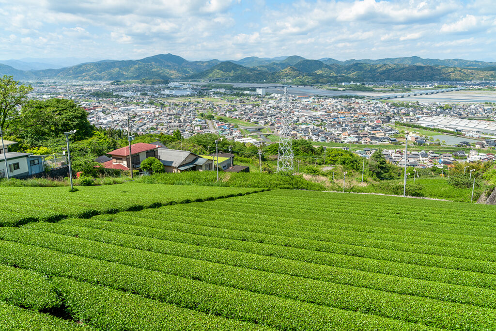 Tea fields bordering Makinohara, looking towards Shimada City