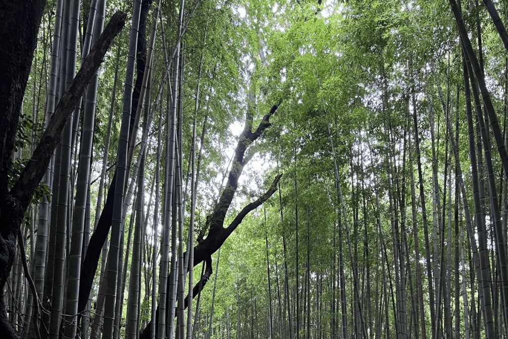 Hiyodori-zaka bamboo forest in Sakura City