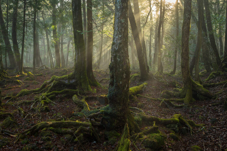 Aokigahara Forest, recognized as one of the world’s top 10 most haunted sites
