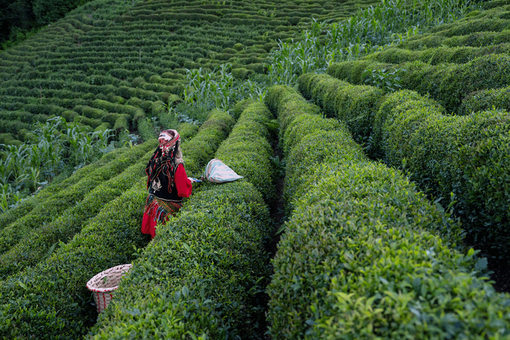 Lush green çay bahçesi (tea gardens) in Turkey