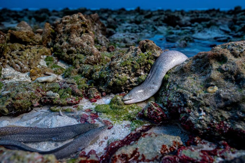(c) Shane Gross and courtesy Wildlife Photographer of the Year