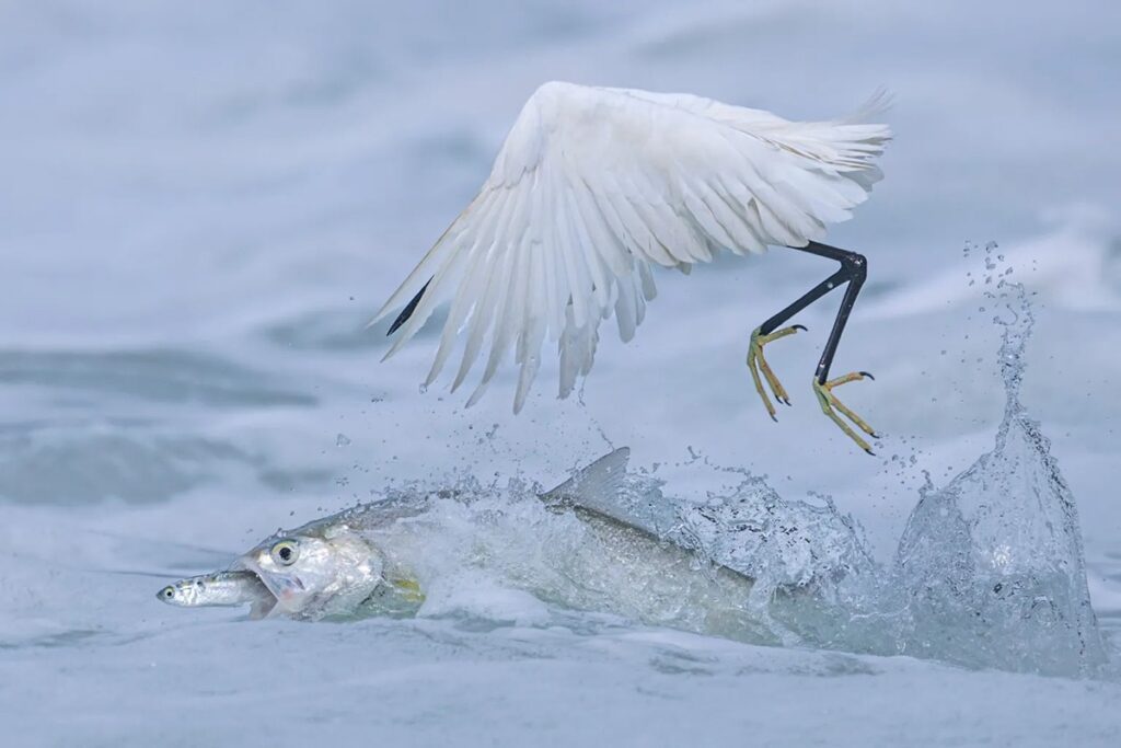 (c) Qingrong Yang and courtesy Wildlife Photographer of the Year
