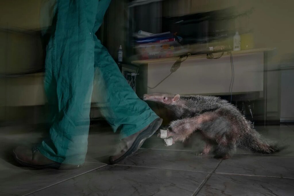 (c) Fernando Faciole and courtesy Wildlife Photographer of the Year