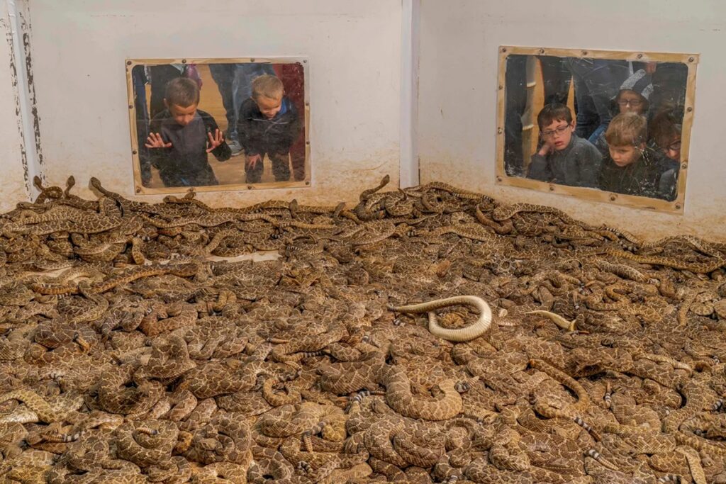 (c) Javier Aznar González de Rueda and courtesy Wildlife Photographer of the Year