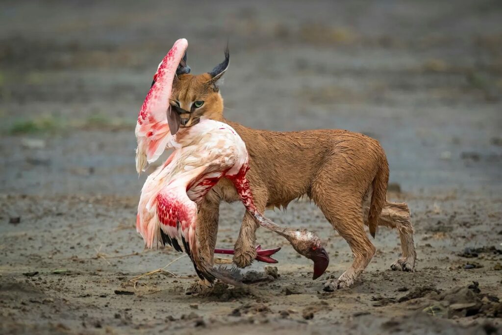 (c) Dennis Stogsdill and courtesy Wildlife Photographer of the Year