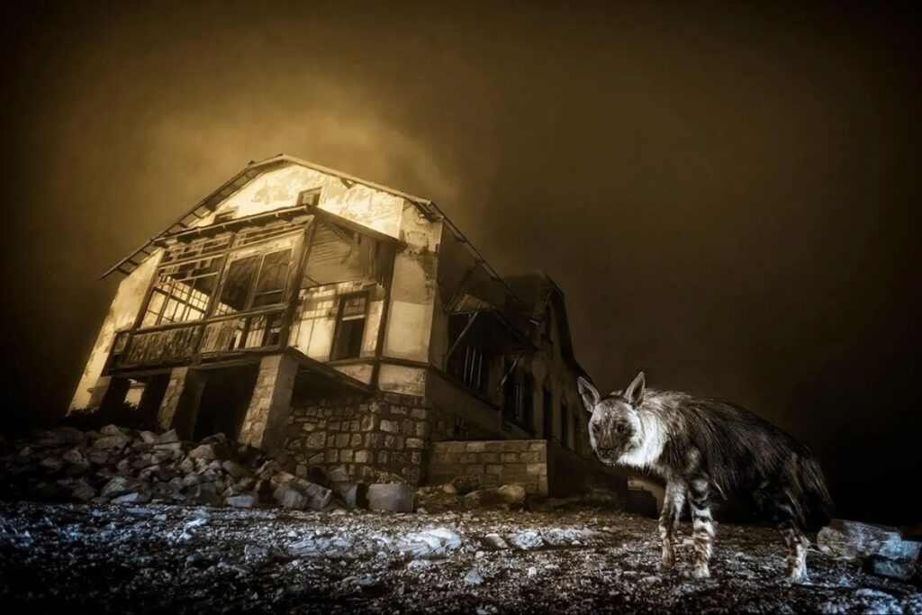 (c) Wim van den Heever and courtesy Wildlife Photographer of the Year