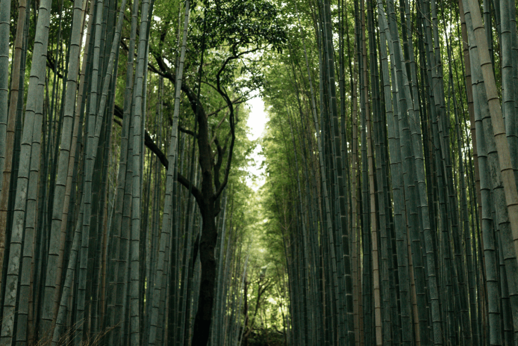 Bamboo forest in Shuzenji Onsen area, which has history that parallels Kyoto.