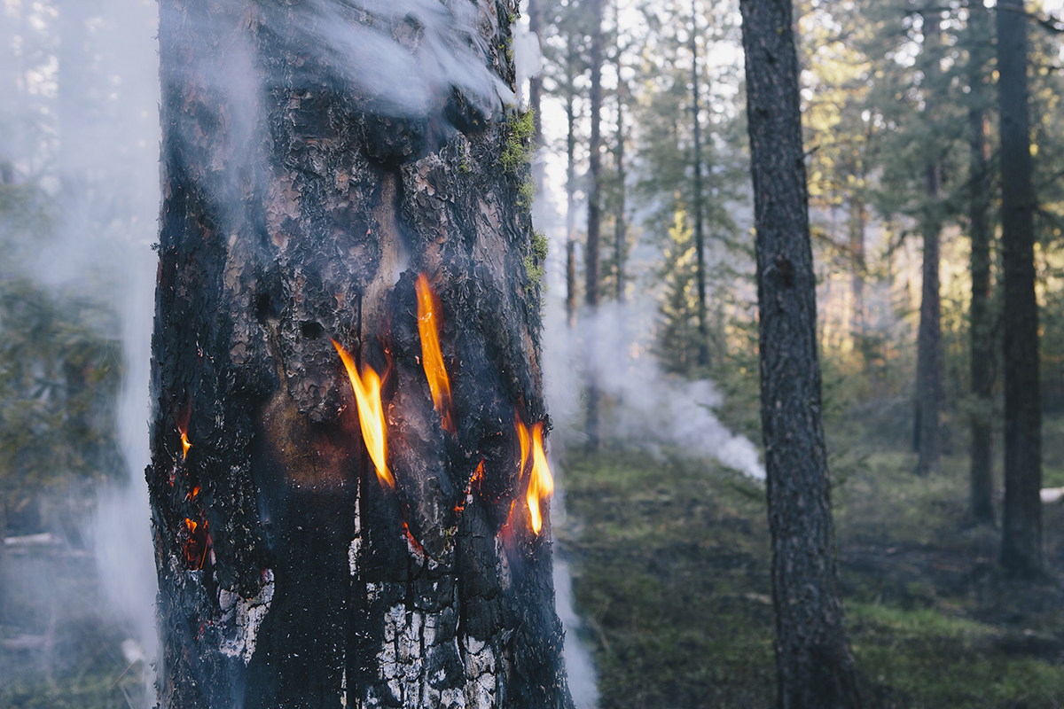 Forest Burn Fire