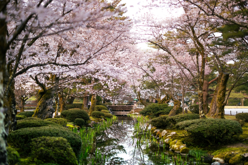 Ishikawa sakura trees are one reason it's among the best places to travel