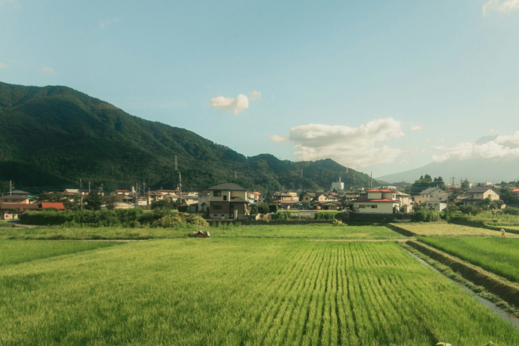 Japanese rice fields