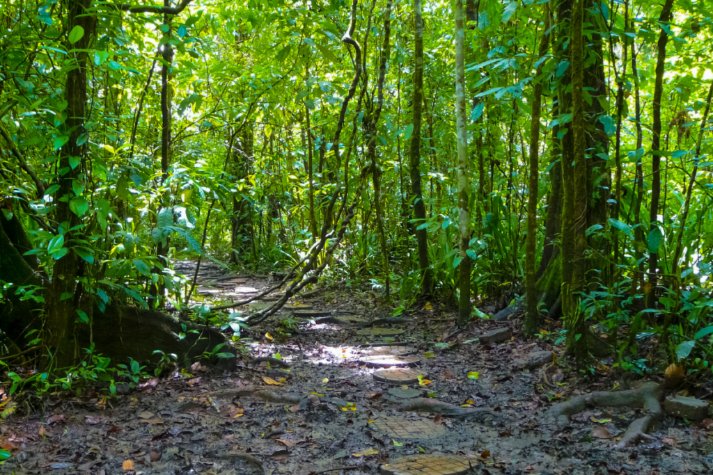 Immersive Travel Adventure in Kii Peninsula's dense forests.
