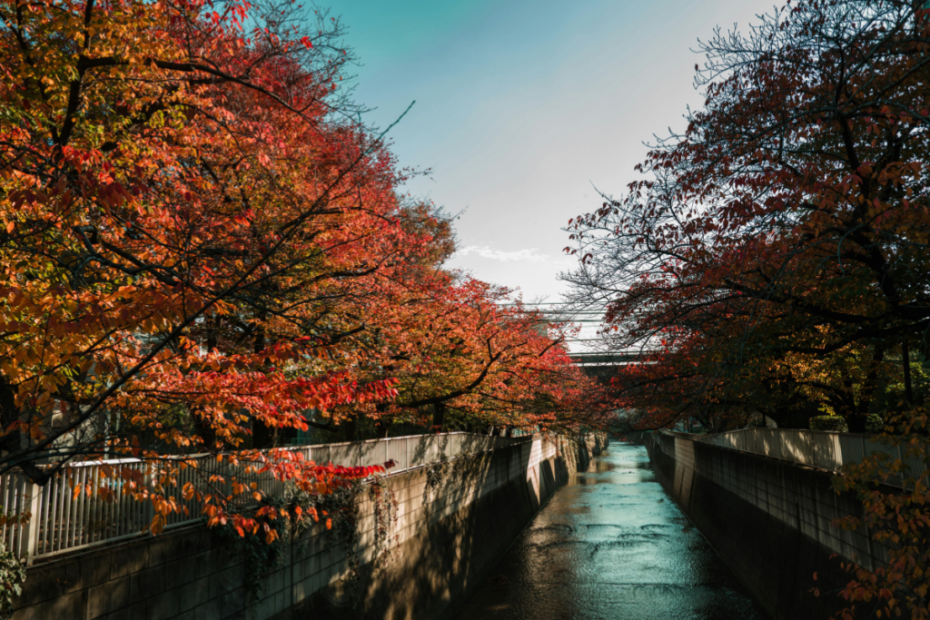 Japan waterways during autumn