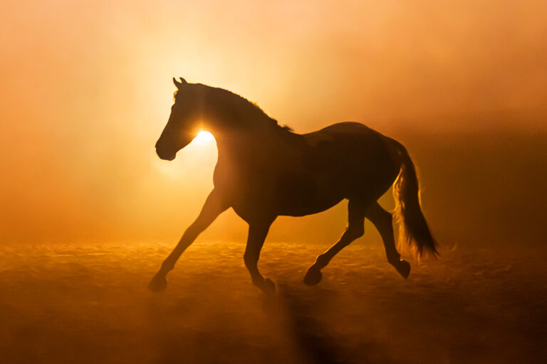 2026 Fire Horse Feng Shui