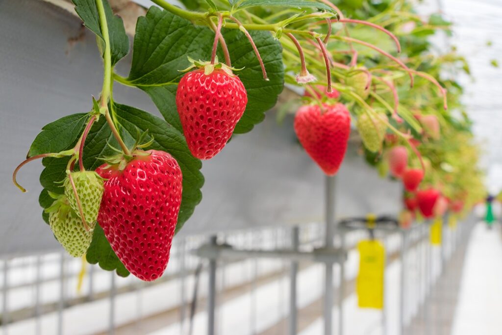 Strawberries grown in Kagawa, Japan