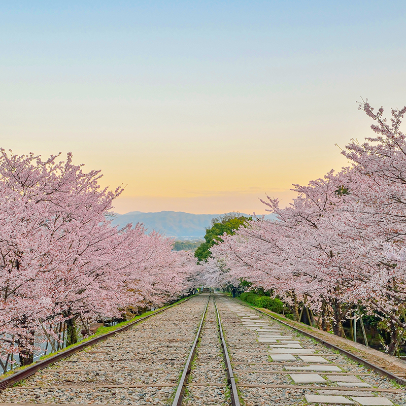 Gold-Guide sakura season