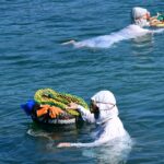 Shima and Ama Divers