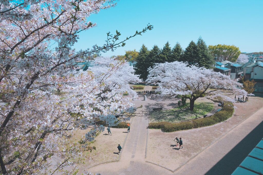 Spring in Tokyo and Cherry Blossoms in Bloom on the Malvern College Tokyo Campus