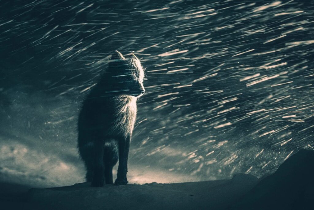 white fox in the blizzard