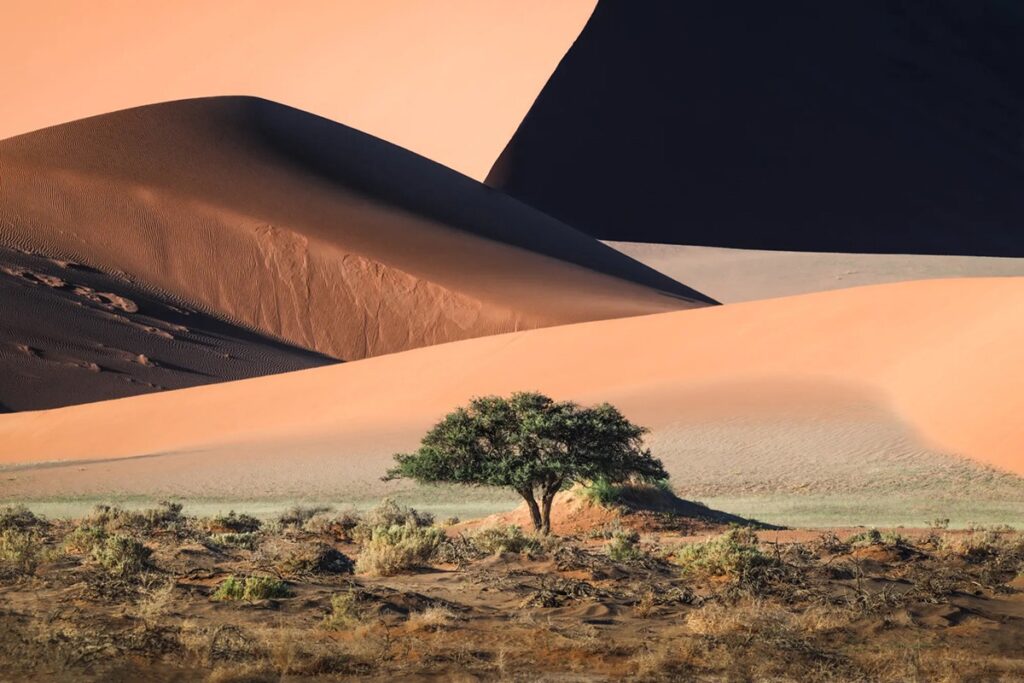 vegetation in a desert