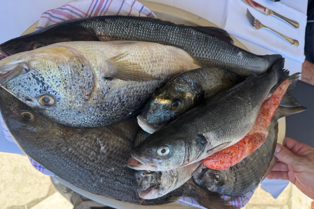 Fish for sale collected and piled atop each other