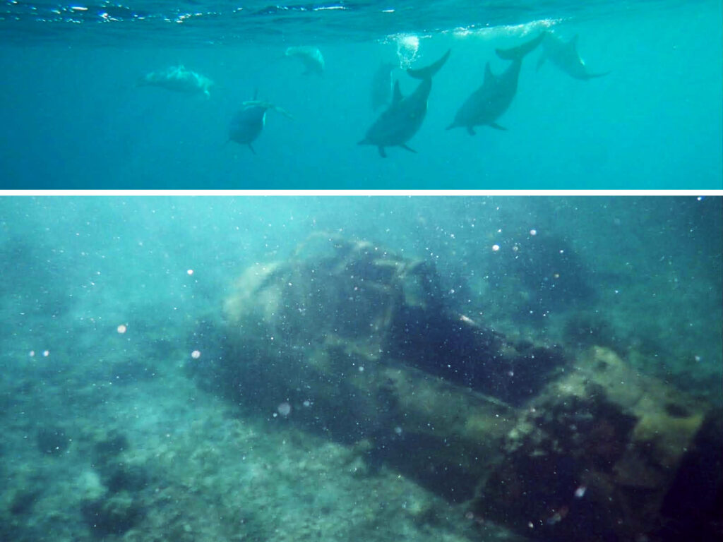 Undersea marine life and wreckage